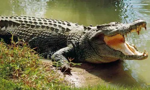 ಚಿಕ್ಕೋಡಿ | ನದಿಯಲ್ಲಿ ಸ್ನಾನ ಮಾಡಲು ತೆರಳಿದ್ದಾಗ ಮೊಸಳೆ ದಾಳಿ ; ರೈತ ಮೃತ್ಯು