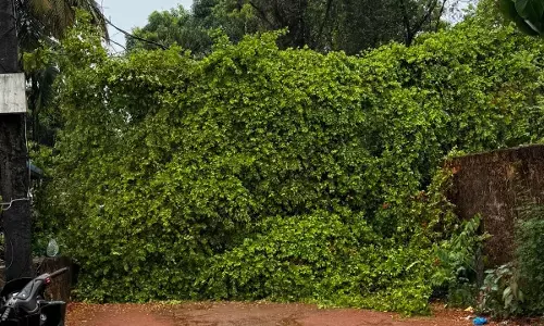 ಭಟ್ಕಳದಲ್ಲಿ ಗುಡುಗು ಮಿಂಚಿನ ಮಳೆಗೆ ಧರಶಾಹಿಯಾದ ಮರ; ರಸ್ತೆ ಸಂಚಾರ ಅಸ್ತವ್ಯಸ್ಥ