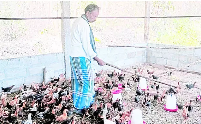 ನಾಟಿಕೋಳಿ, ಪಶುಸಂಗೋಪನೆಯಿಂದ ಆರ್ಥಿಕ ಸ್ವಾವಲಂಬನೆ