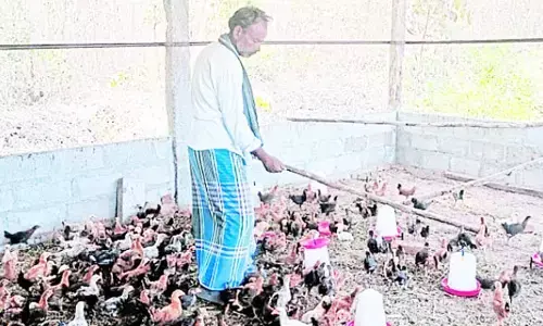 ನಾಟಿಕೋಳಿ, ಪಶುಸಂಗೋಪನೆಯಿಂದ ಆರ್ಥಿಕ ಸ್ವಾವಲಂಬನೆ