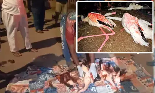 ಮುಂಬೈ | ವಿಮಾನ ಢಿಕ್ಕಿ ಹೊಡೆದು ಕನಿಷ್ಠ 40 ರಾಜಹಂಸಗಳು ಸಾವು