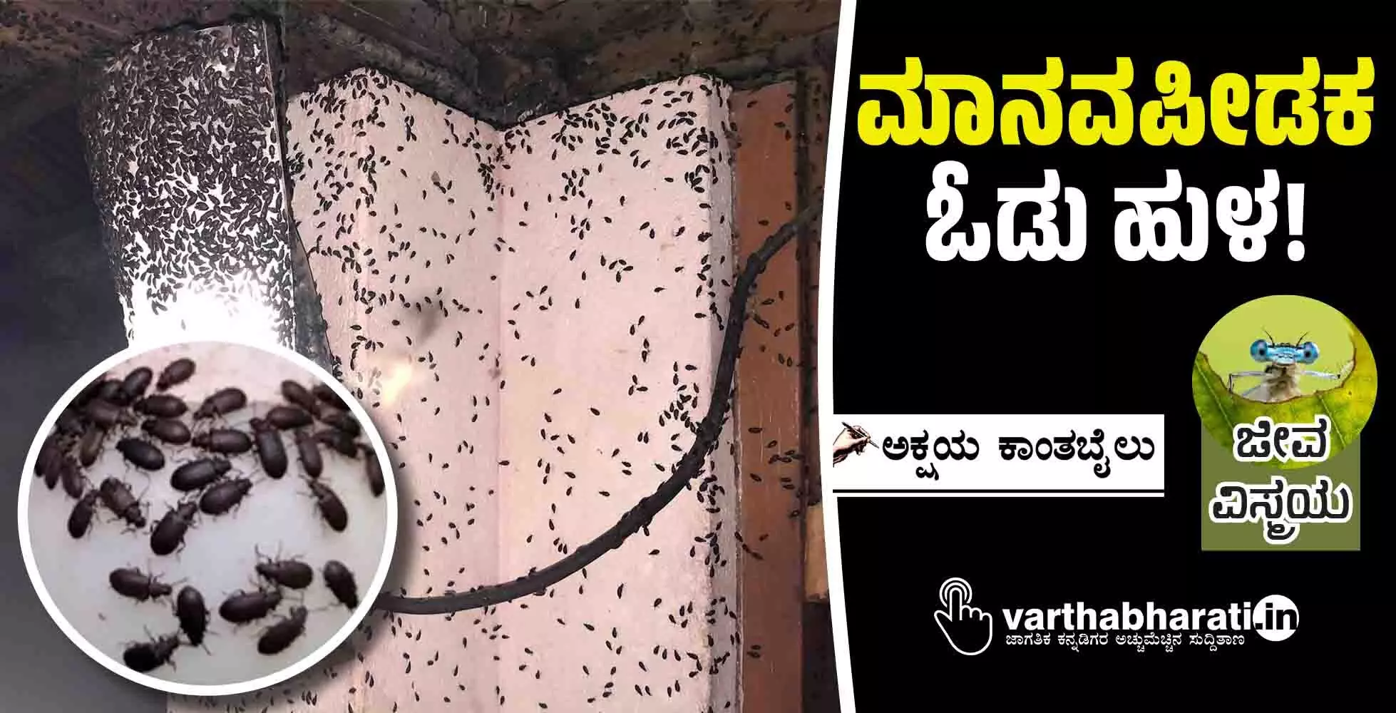 ಮಾನವಪೀಡಕ ಓಡು ಹುಳ!