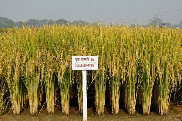 ನೂತನ ಐಸಿಎಆರ್ ಬಾಸ್ಮತಿ ಅಕ್ಕಿ ತಳಿಗಳಿಗೆ ಪರಿಸರವಾದಿಗಳಿಂದ ಟೀಕೆ ನೂತನ ಐಸಿಎಆರ್ ಬಾಸ್ಮತಿ ಅಕ್ಕಿ ತಳಿಗಳಿಗೆ ಪರಿಸರವಾದಿಗಳಿಂದ ಟೀಕೆ