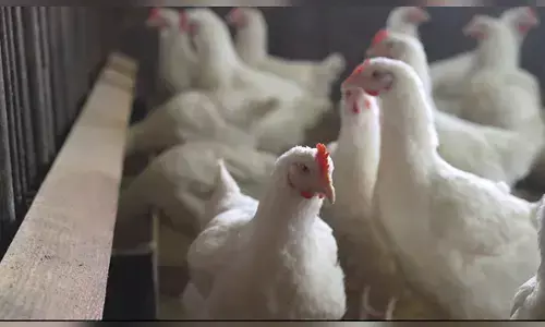 ಜಾರ್ಖಂಡ್ | ಹಕ್ಕಿ ಜ್ವರದ ಪ್ರಕರಣ ಪತ್ತೆ ; ಕನಿಷ್ಠ ಕೋಳಿಗಳ ಹತ್ಯೆ