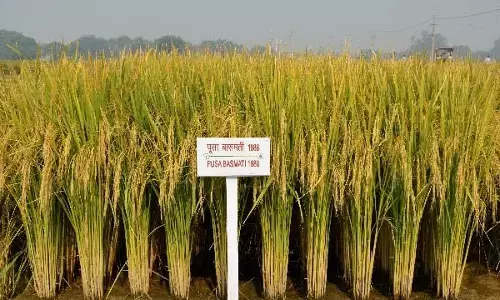 ನೂತನ ಐಸಿಎಆರ್ ಬಾಸ್ಮತಿ ಅಕ್ಕಿ ತಳಿಗಳಿಗೆ ಪರಿಸರವಾದಿಗಳಿಂದ ಟೀಕೆ