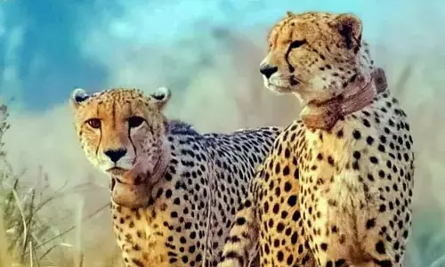 ಚೀತಾವನ್ನು ಮರುಪರಿಚಯಿಸುವ ಸಿದ್ಧತೆ | ಮಧ್ಯಪ್ರದೇಶಕ್ಕೆ ಭೇಟಿ ನೀಡಿದ ಕೀನ್ಯಾ ನಿಯೋಗ