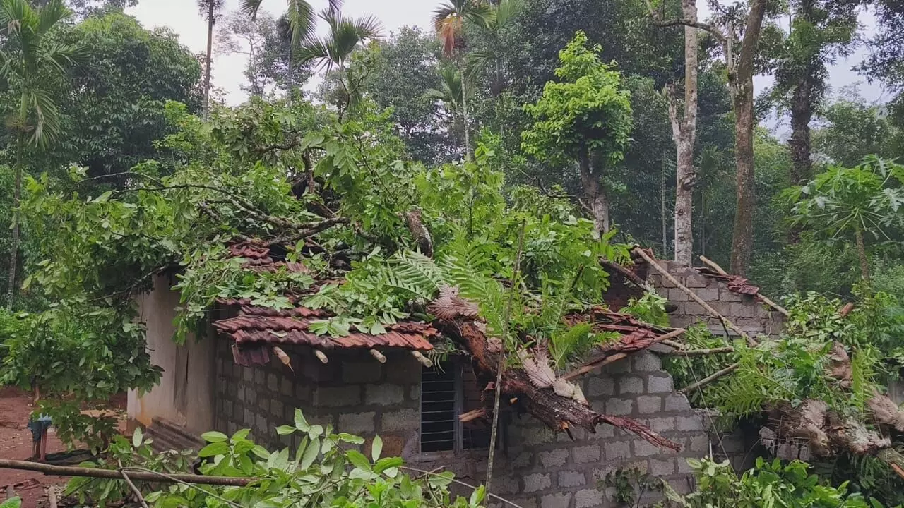 ಚಿಕ್ಕಮಗಳೂರು | ಕಳಸದಲ್ಲಿ ಗಾಳಿಮಳೆ: ಮರ ಬಿದ್ದು ಮನೆಗೆ ಹಾನಿ