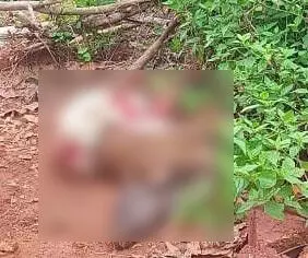 ಮಾರುಕೇರಿ: ಕೊಟ್ಟಿಗೆಯಿಂದ ಗಬ್ಬದ ದನವನ್ನು ಹೊತ್ತೊಯ್ದ ಚಿರತೆ