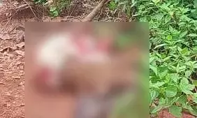 ಮಾರುಕೇರಿ: ಕೊಟ್ಟಿಗೆಯಿಂದ ಗಬ್ಬದ ದನವನ್ನು ಹೊತ್ತೊಯ್ದ ಚಿರತೆ