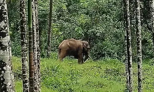 ಹಾಸನ | ಕಾಡಾನೆ ದಾಳಿ : ವ್ಯಕ್ತಿಗೆ ಗಂಭೀರ ಗಾಯ