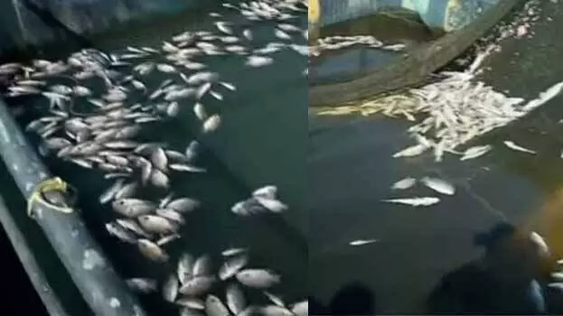 ಕೇರಳದಲ್ಲಿ ಮೀನುಗಳ ಮಾರಣ ಹೋಮ: ತನಿಖೆ ಆರಂಭ