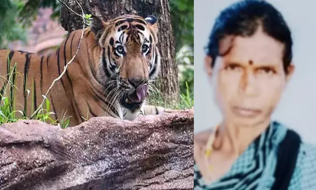 ಮೈಸೂರು | ಕುರಿ ಮೇಯಿಸುತ್ತಿದ್ದ ಮಹಿಳೆ ಹುಲಿ ದಾಳಿಗೆ ಬಲಿ