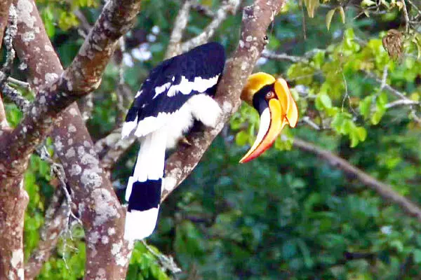 ಚಾಮರಾಜನಗರದಲ್ಲಿ ಹಾರ್ನ್ ಬಿಲ್ ಹಾರಾಟ