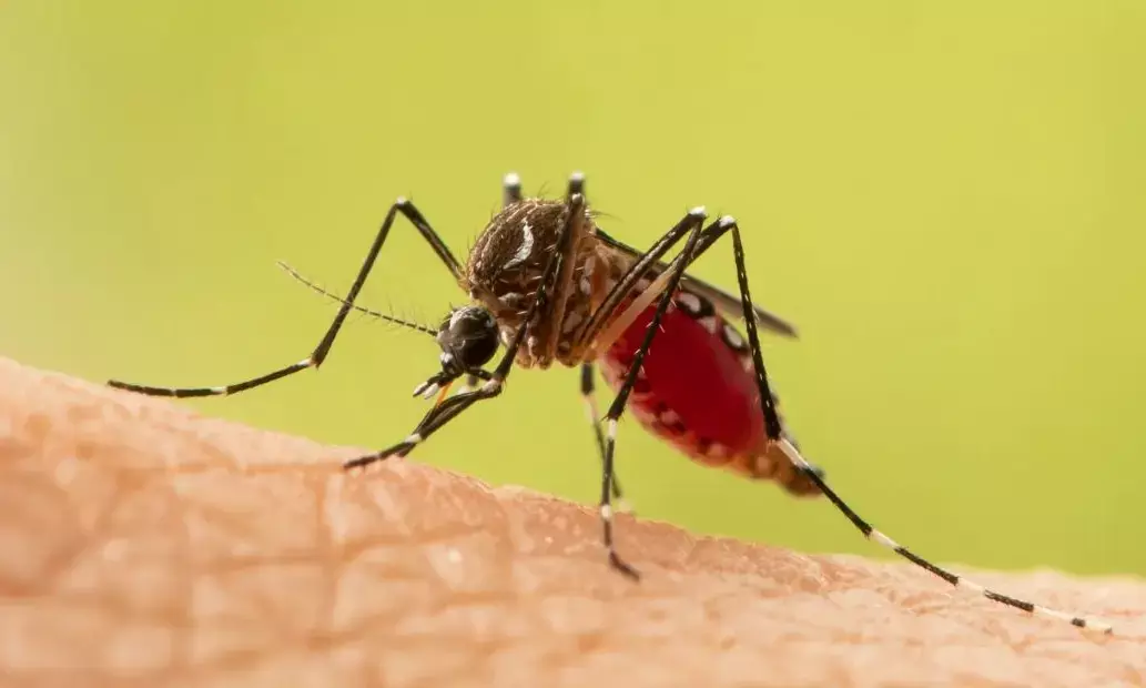 ಮಂಗಳೂರು: ಪೂರ್ವ ಮುಂಗಾರು ಮಳೆಯ ಬೆನ್ನಲ್ಲೆ ಡೆಂಗ್ ಹೆಚ್ಚಳ