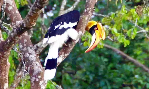 ಚಾಮರಾಜನಗರದಲ್ಲಿ ಹಾರ್ನ್ ಬಿಲ್ ಹಾರಾಟ