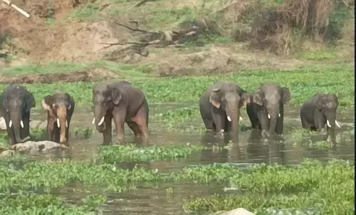 ಮಂಡ್ಯ | ಶಿಂಷಾ ನದಿಯಲ್ಲಿ ಕಾಡಾನೆಗಳ ಹಿಂಡು ಪ್ರತ್ಯಕ್ಷ : ಸಾರ್ವಜನಿಕರು, ರೈತರಿಗೆ ಅರಣ್ಯ ಇಲಾಖೆ ಎಚ್ಚರಿಕೆ