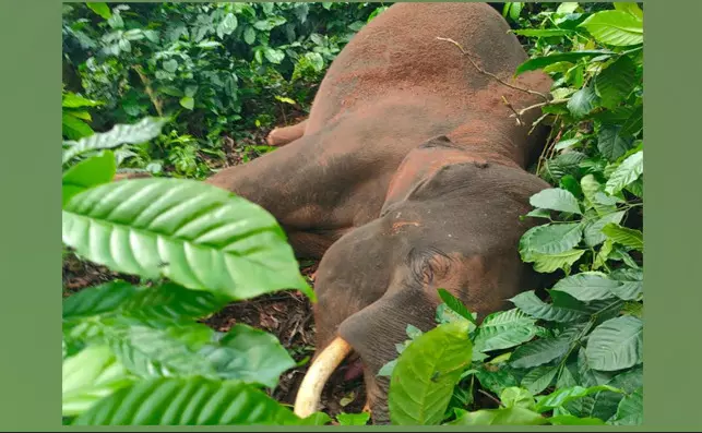 ಸುಂಟಿಕೊಪ್ಪ | ಕಾಫಿ ತೋಟದಲ್ಲಿ ಕಾಡಾನೆಯ ಕಳೇಬರ ಪತ್ತೆ