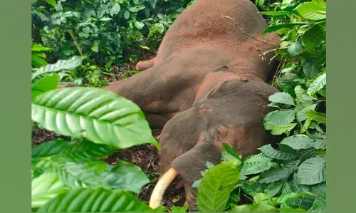 ಸುಂಟಿಕೊಪ್ಪ | ಕಾಫಿ ತೋಟದಲ್ಲಿ ಕಾಡಾನೆಯ ಕಳೇಬರ ಪತ್ತೆ