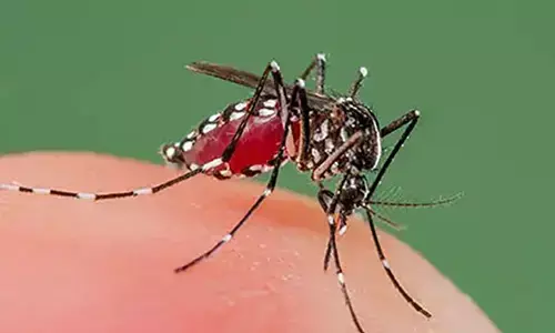 ಉಡುಪಿ ಜಿಲ್ಲೆಯಲ್ಲಿ ಮಲೇರಿಯಾ ನಿಯಂತ್ರಣದಲ್ಲಿ; ಡೆಂಗಿ ಪ್ರಕರಣ ಹೆಚ್ಚಳ