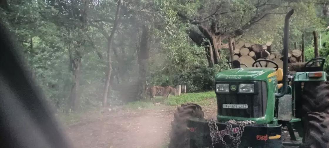 ಚಿಕ್ಕಮಗಳೂರು| ಚನ್ನಗೊಂಡನಹಳ್ಳಿಯಲ್ಲಿ ಹುಲಿ ಪ್ರತ್ಯಕ್ಷ; ಆತಂಕದಲ್ಲಿ ಗ್ರಾಮಸ್ಥರು