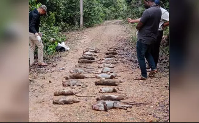 ಚಿಕ್ಕಮಗಳೂರು | 30 ಮಂಗಗಳ ದಾರುಣ ಹತ್ಯೆ : ವ್ಯಾಪಕ ಆಕ್ರೋಶ ಚಿಕ್ಕಮಗಳೂರು | 30 ಮಂಗಗಳ ದಾರುಣ ಹತ್ಯೆ : ವ್ಯಾಪಕ ಆಕ್ರೋಶ