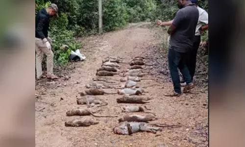 ಚಿಕ್ಕಮಗಳೂರು |   30 ಮಂಗಗಳ ದಾರುಣ ಹತ್ಯೆ : ವ್ಯಾಪಕ ಆಕ್ರೋಶ