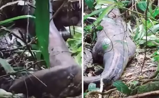 ಕಾಣೆಯಾಗಿದ್ದ ಮಹಿಳೆಯ ಮೃತದೇಹ ಹೆಬ್ಬಾವಿನ ಹೊಟ್ಟೆಯಲ್ಲಿ ಪತ್ತೆ