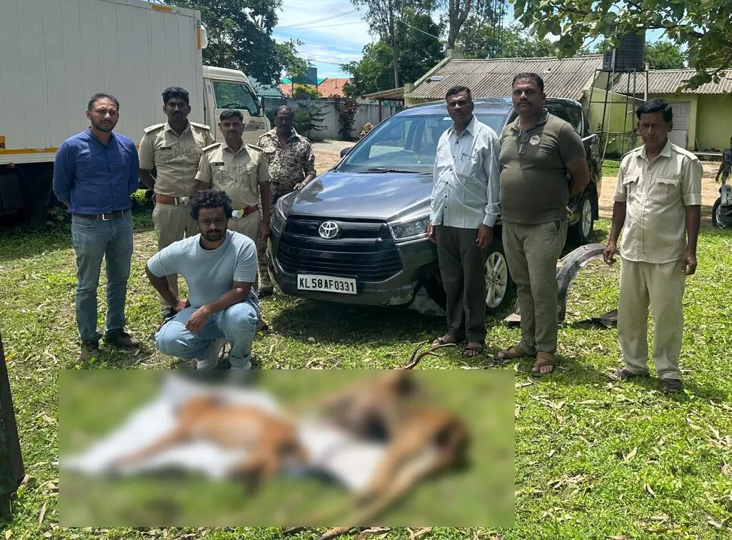 ಬಂಡೀಪುರ | ಅಭಯಾರಣ್ಯದಲ್ಲಿ ಕಾರು ಢಿಕ್ಕಿಯಾಗಿ ಜಿಂಕೆ, ಸೀಳುನಾಯಿ ಸಾವು: ಕಾರು ಚಾಲಕನ ಬಂಧನ ಬಂಡೀಪುರ | ಅಭಯಾರಣ್ಯದಲ್ಲಿ ಕಾರು ಢಿಕ್ಕಿಯಾಗಿ ಜಿಂಕೆ, ಸೀಳುನಾಯಿ ಸಾವು: ಕಾರು ಚಾಲಕನ ಬಂಧನ