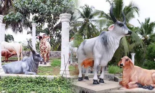 ತನ್ನಲ್ಲಿದ್ದ ಗೋವುಗಳ ನೆನಪಿಗಾಗಿ ಪ್ರತಿಮೆ ರಚಿಸಿದ ಹೈನುಗಾರ!
