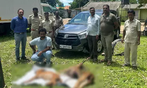 ಬಂಡೀಪುರ | ಅಭಯಾರಣ್ಯದಲ್ಲಿ ಕಾರು ಢಿಕ್ಕಿಯಾಗಿ ಜಿಂಕೆ, ಸೀಳುನಾಯಿ ಸಾವು: ಕಾರು ಚಾಲಕನ ಬಂಧನ