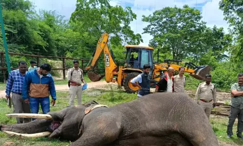 ವಿದ್ಯುತ್ ಅವಘಡ: ದಸರಾ ಮಹೋತ್ಸವದಲ್ಲಿ ಪಾಲ್ಗೊಂಡಿದ್ದ ʼಅಶ್ವತ್ಥಾಮʼ ಆನೆ ಸಾವು