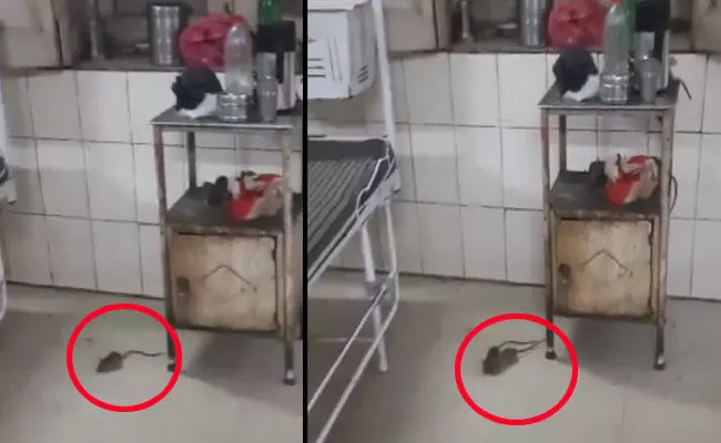 ಮಧ್ಯ ಪ್ರದೇಶ: ಆಸ್ಪತ್ರೆಯಲ್ಲಿ ಇಲಿಗಳ ಕಾಟ; ರೋಗಿಗಳ ಪರದಾಟ