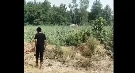 ರೀಲ್ ಮಾಡುತ್ತಿದ್ದ ಯುವಕನನ್ನು ತುಳಿದು ಹತ್ಯೆಗೈದ ಆನೆ