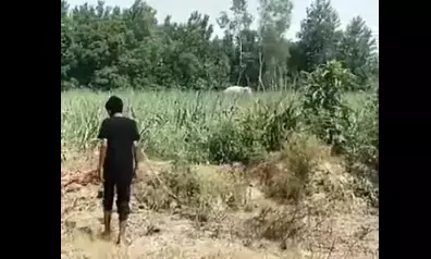 ರೀಲ್ ಮಾಡುತ್ತಿದ್ದ ಯುವಕನನ್ನು ತುಳಿದು ಹತ್ಯೆಗೈದ ಆನೆ