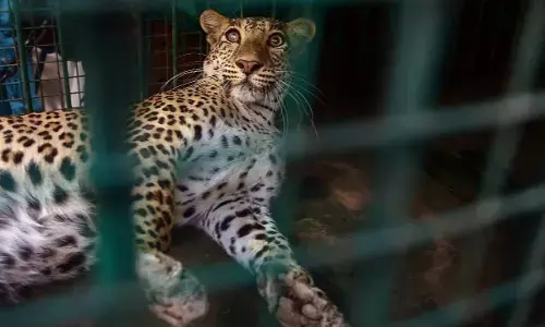 ದಾರಿ ತಪ್ಪಿ ಬಂದ ಚಿರತೆ | ಮಕ್ಕಳಿಗೆ ಮೂರು ದಿನ ಶಾಲೆಗಳಿಗೆ ರಜೆ