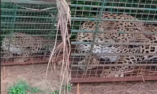 ಅರಸೀಕೆರೆ | ಗ್ರಾಮಸ್ಥರಲ್ಲಿ ಆತಂಕ ಮೂಡಿಸಿದ್ದ ಚಿರತೆ ಸೆರೆ