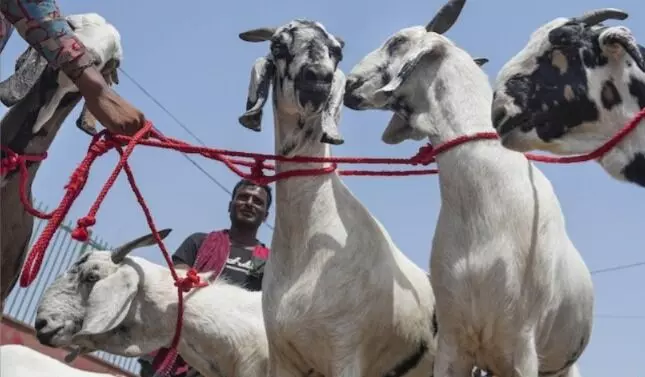 ಬಕ್ರೀದ್ ನಲ್ಲಿ ಆಡುಗಳನ್ನು ರಕ್ಷಿಸಿದ ಜೈನರಿಗೆ ಒಂದು ಆತ್ಮೀಯ ಪತ್ರ