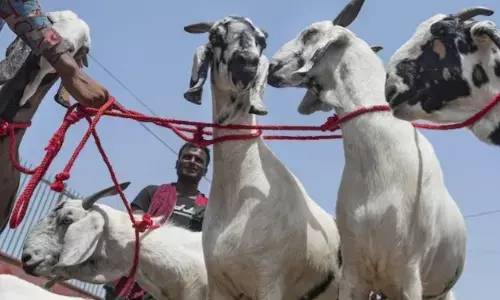 ಬಕ್ರೀದ್ ನಲ್ಲಿ ಆಡುಗಳನ್ನು ರಕ್ಷಿಸಿದ ಜೈನರಿಗೆ ಒಂದು ಆತ್ಮೀಯ ಪತ್ರ