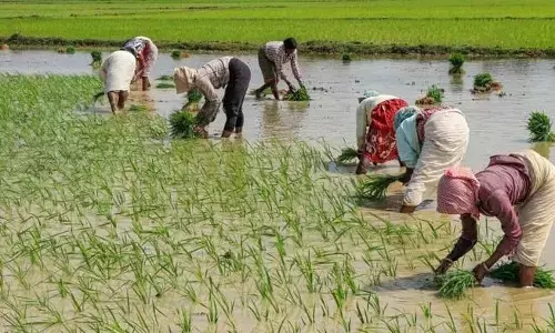 ಅಮ್ರಾವತಿ: 152 ದಿನದಲ್ಲಿ 143 ರೈತರ ಆತ್ಮಹತ್ಯೆ
