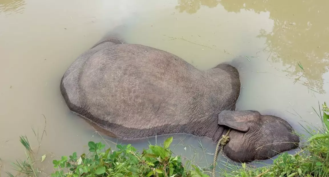 ಮಡಿಕೇರಿ | ಕಾಫಿ ತೋಟದ ಕೆರೆಗೆ ಬಿದ್ದು ಕಾಡಾನೆ ಸಾವು