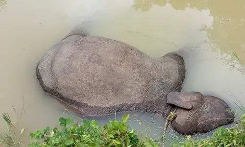 ಮಡಿಕೇರಿ | ಕಾಫಿ ತೋಟದ ಕೆರೆಗೆ ಬಿದ್ದು ಕಾಡಾನೆ ಸಾವು