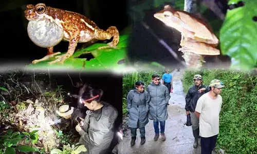 ಪಶ್ಚಿಮ ಘಟ್ಟದ ದಟ್ಟ ಅರಣ್ಯದಲ್ಲಿ ಕಪ್ಪೆಗಳ ಅಧ್ಯಯನ!