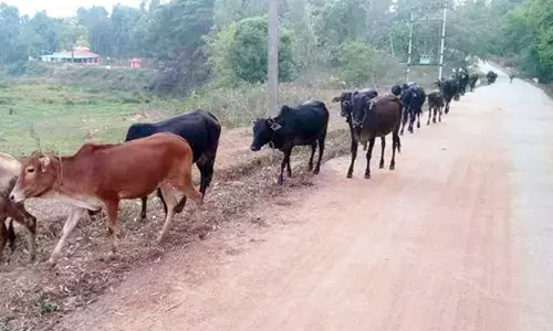 ಕಾಫಿನಾಡಿನಿಂದ ಕಣ್ಮರೆಯಾಗುತ್ತಿವೆ ಮಲೆನಾಡಿನ ಗಿಡ್ಡ ತಳಿ ಜಾನುವಾರು