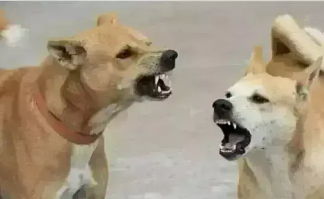 ಮಧ್ಯಪ್ರದೇಶ | ಎರಡು ವರ್ಷದ ಮಗುವನ್ನು ಕಚ್ಚಿ ಕೊಂದ ಬೀದಿ ನಾಯಿಗಳು ಮಧ್ಯಪ್ರದೇಶ | ಎರಡು ವರ್ಷದ ಮಗುವನ್ನು ಕಚ್ಚಿ ಕೊಂದ ಬೀದಿ ನಾಯಿಗಳು