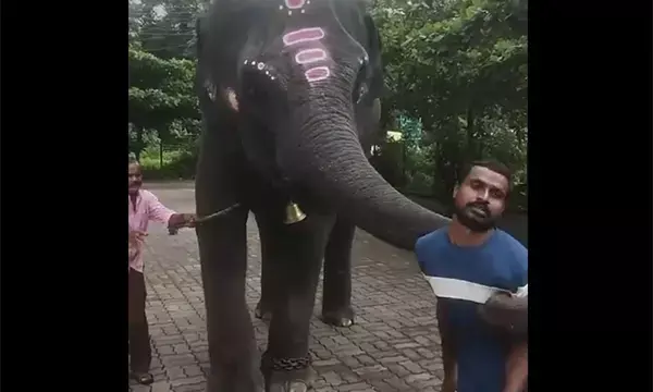 ಕುಕ್ಕೆ ಸುಬ್ರಹ್ಮಣ್ಯ: ವ್ಯಕ್ತಿಯನ್ನು ಎಳೆದು ಹಾಕಿದ ಆನೆ