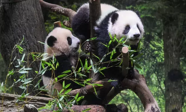 ಅಮೆರಿಕಕ್ಕೆ ಎರಡು ಪಾಂಡಾ ಉಡುಗೊರೆ ನೀಡಿದ ಚೀನಾ