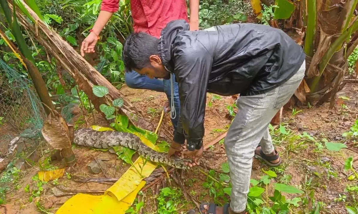 ಬೆಕ್ಕನ್ನು ನುಂಗಿ ಬಲೆಯಲ್ಲಿ ಸಿಲುಕಿಕೊಂಡಿದ್ದ ಹೆಬ್ಬಾವು ರಕ್ಷಣೆ