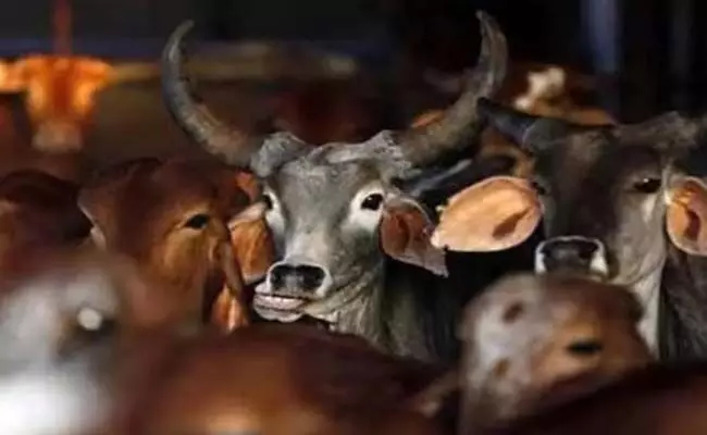 ಮಧ್ಯಪ್ರದೇಶ | ಕೋಮು ಗಲಭೆ ಸೃಷ್ಟಿಸಲು 60 ಗೋಹತ್ಯೆ ; 24 ಮಂದಿಯನ್ನು ಬಂಧಿಸಿದ ಪೊಲೀಸರು