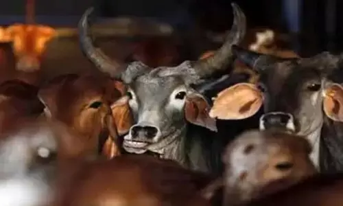 ಮಧ್ಯಪ್ರದೇಶ | ಕೋಮು ಗಲಭೆ ಸೃಷ್ಟಿಸಲು 60 ಗೋಹತ್ಯೆ ; 24 ಮಂದಿಯನ್ನು ಬಂಧಿಸಿದ ಪೊಲೀಸರು