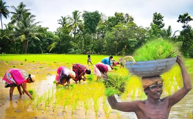 ಮುಂಗಾರು ಮಳೆ: ಚುರುಕುಗೊಂಡ ಕೃಷಿ ಚಟುವಟಿಕೆ ಮುಂಗಾರು ಮಳೆ: ಚುರುಕುಗೊಂಡ ಕೃಷಿ ಚಟುವಟಿಕೆ